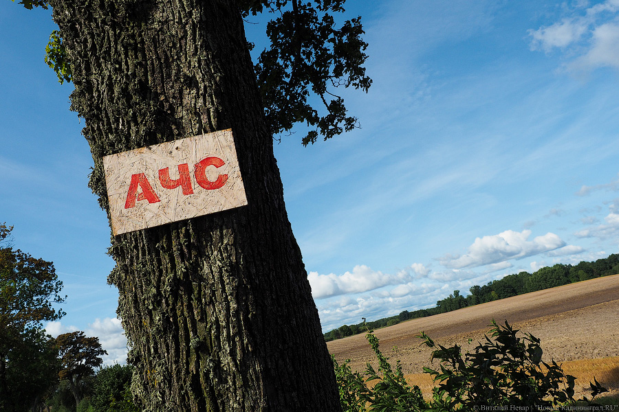 Карантин по АЧС в Нестеровском районе установлен до 9 сентября