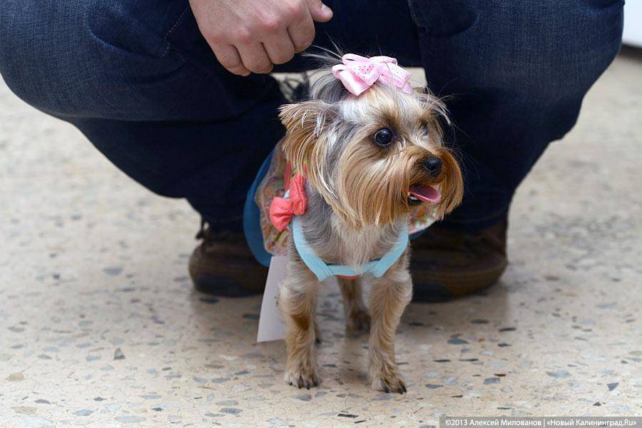 «Ой какая маленькая»: дефиле мини-собачек в музее янтаря