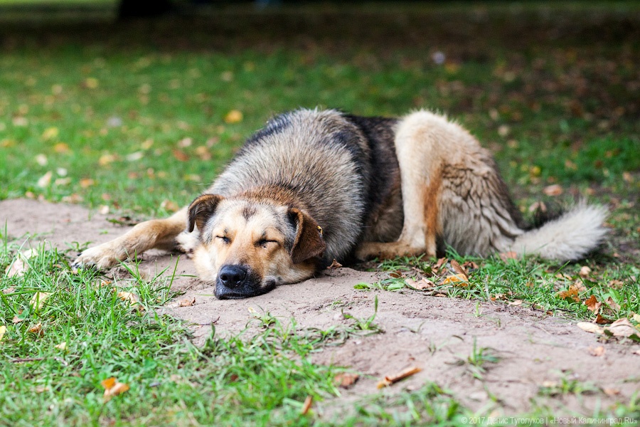 Шашлычный дым, горячее сердце: как прошёл Kaliningrad Street Food Weekend