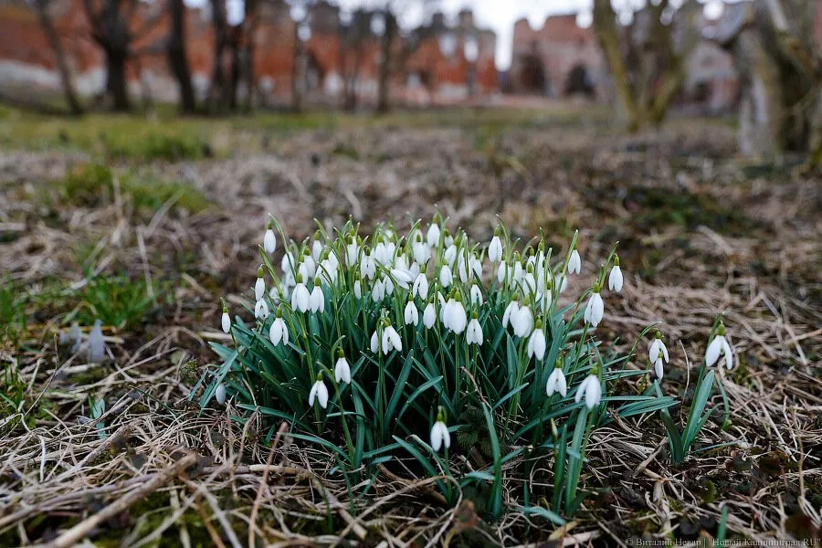 Погода в Калининграде 28 января