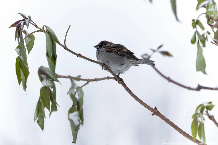 Калининградцев приглашают присоединиться к переписи воробьев