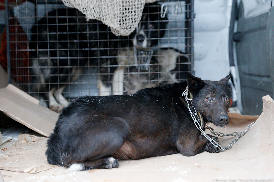 «Петля, намордник, ошейник»: как волонтеры бездомных собак отлавливают