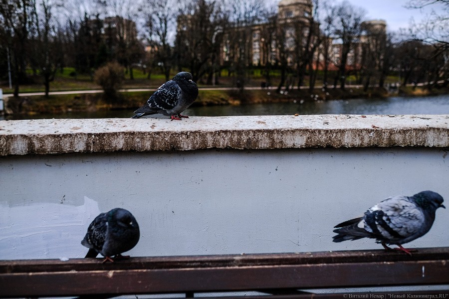 Бетон и пустота: в Калининграде завершается благоустройство Нижнего озера (фото)