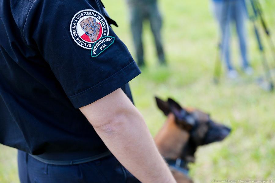 Пёс Барбос и наркокросс: под Калининградом прошли соревнования кинологов