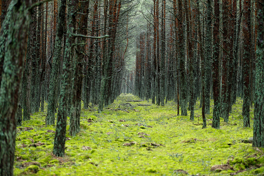 В лесах Калининградской области в середине января начали собирать черемшу
