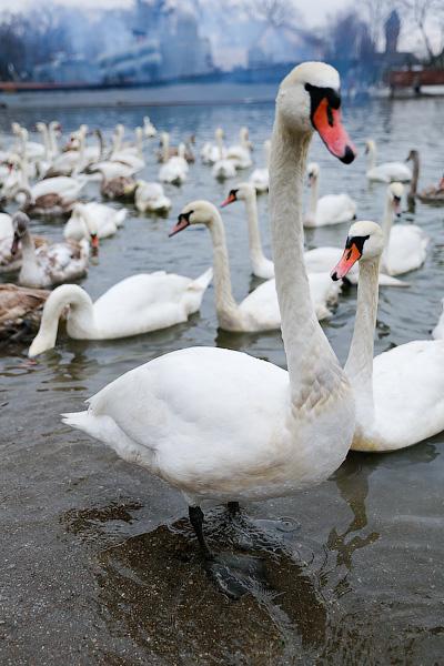 Военно-морской лебедь: зимовка птиц в Балтийске (фото)