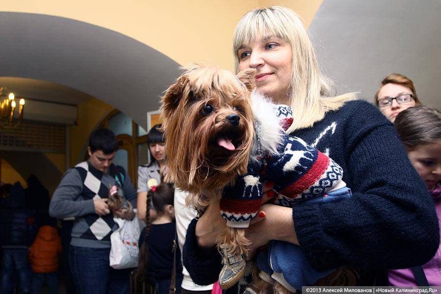 «Ой какая маленькая»: дефиле мини-собачек в музее янтаря