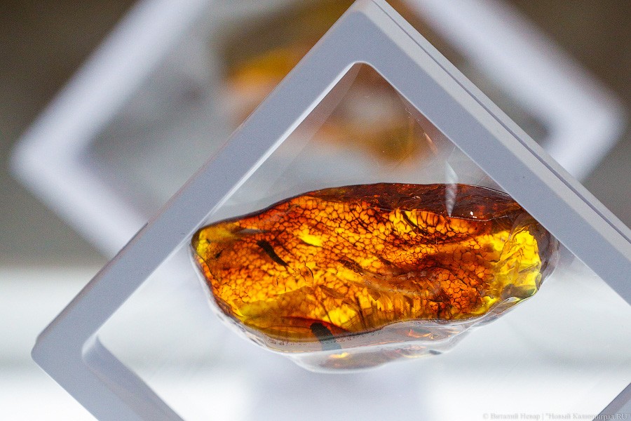 Янтарная козявка: чем закончились первые в Калининграде торги по инклюзам (фото)