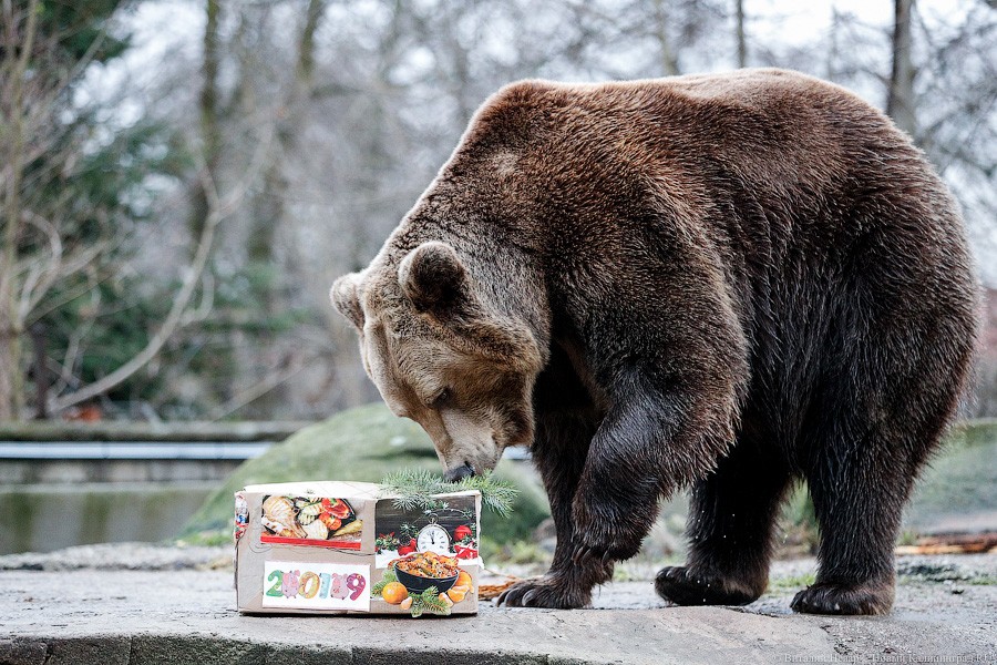 Сюрпризы для зверей: в зоопарке поздравили животных с Новым годом (фото)