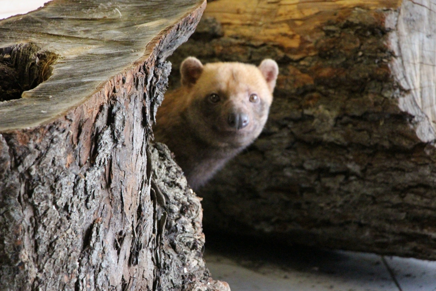 Фото: Калининградский зоопарк