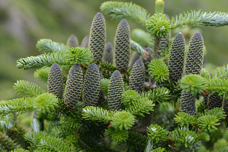 На улицах Калининграда к Новому году планируют расставить 100 пихт в кадках
