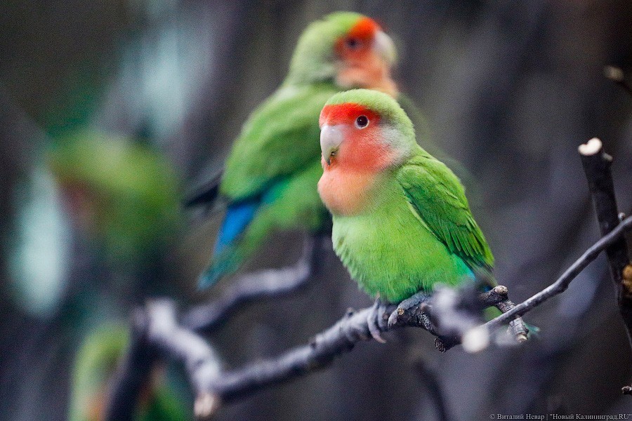 В зоопарке открыт Дом тропической птицы. Посмотрите на жако и спящего трубкозуба