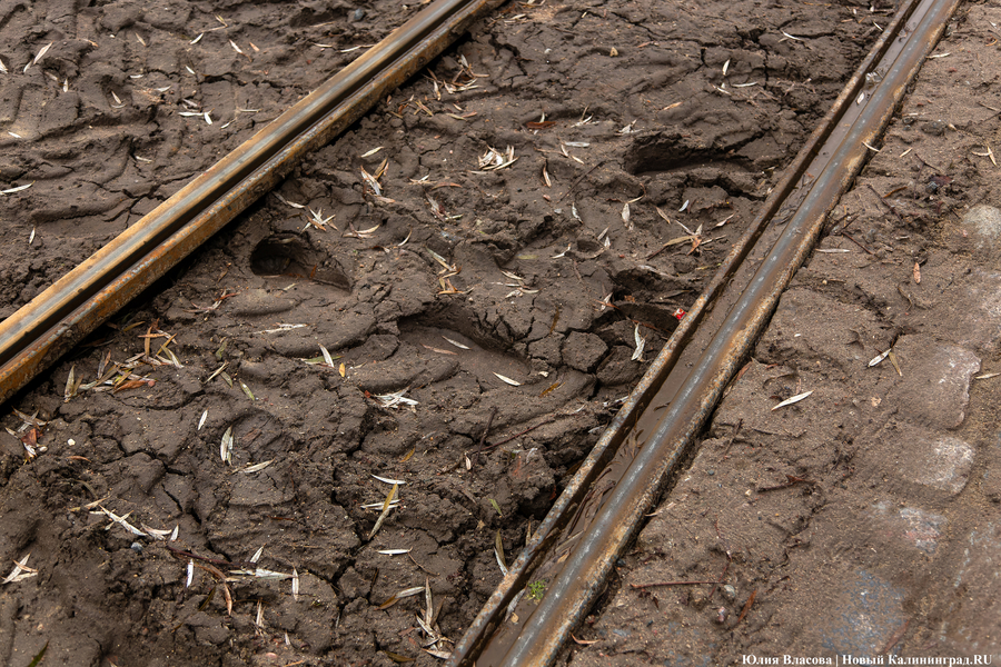 50 оттенков коричневого: как выглядит после ремонта Фестивальная аллея (фото)