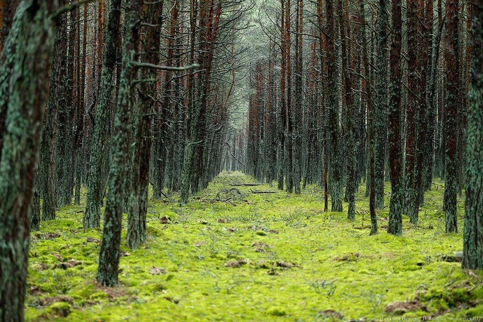 В Балтийске возбуждено уголовное дело по факту вырубки леса  
