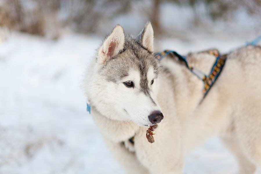 «Сказки о хаски»: фоторепортаж с тренировки ездовых собак и интервью с владельцами