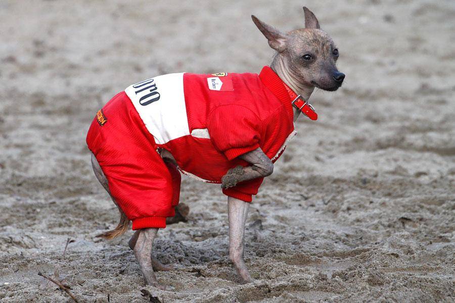«Главные по тарелочкам»: фоторепортаж с соревнований по дог-фрисби