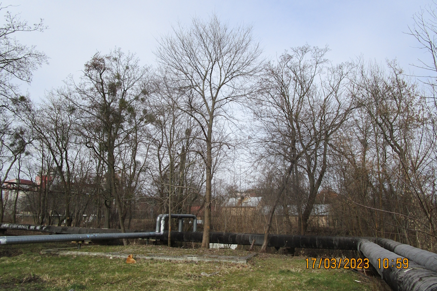 «Калининградтеплосети» разрешили вырубить 300 деревьев вдоль путей у Ботанического сада