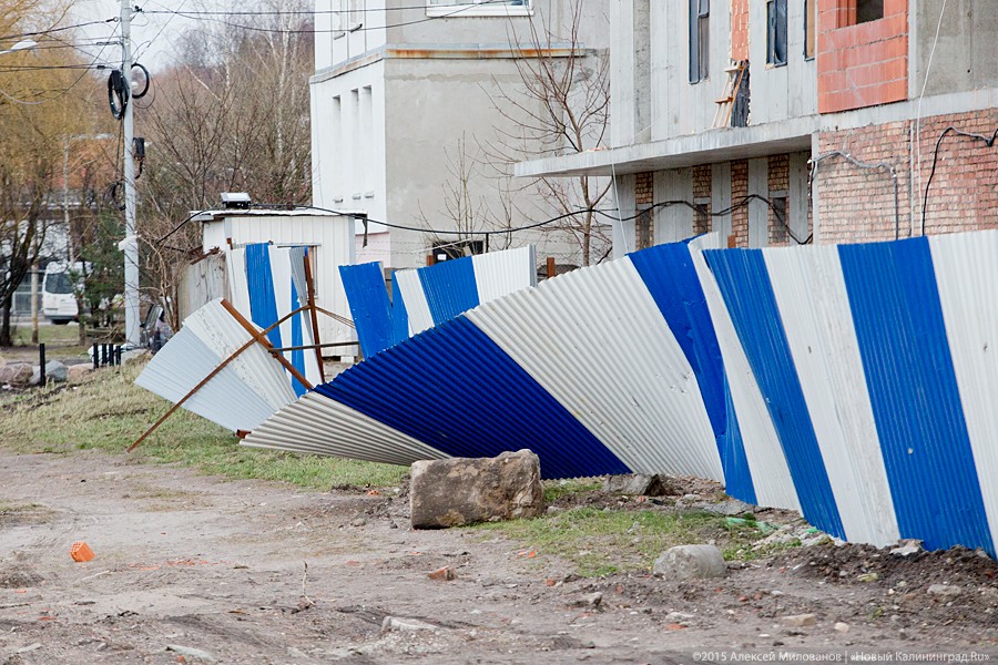 В Калининграде ветер повалил 47 деревьев и несколько столбов