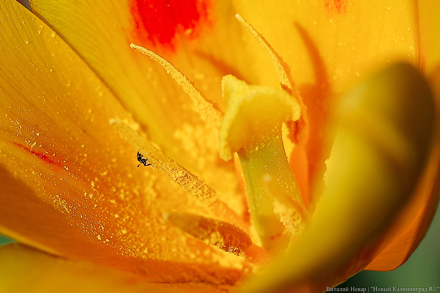 Тот, кто любит цветы: в Калининграде цветёт Ботанический сад (фото)