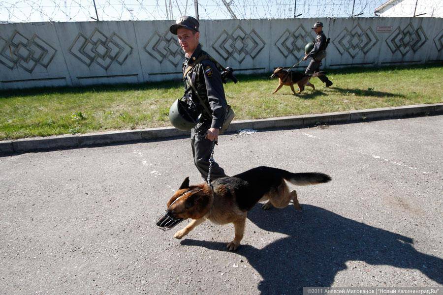 "Ученья идут": фоторепортаж "Нового Калининграда.Ru"
