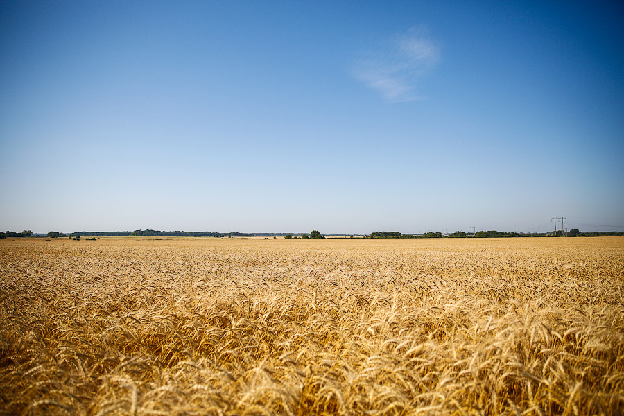 В Минсельхозе заявили о дефиците в стране пшеницы для хлеба 