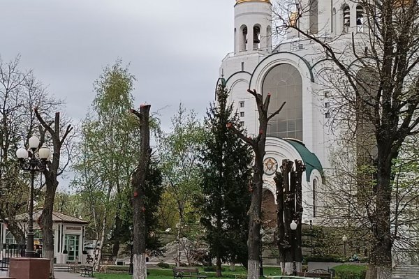 Депутат: от деревьев на площади Победы в Калининграде остались только стволы (фото)