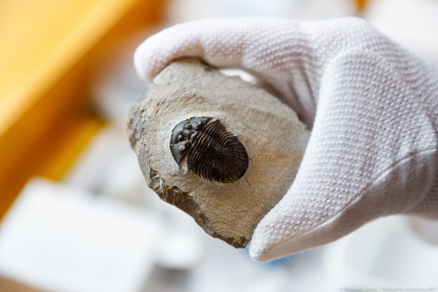 Облако планктона: в Музее Мирового океана готовят выставку актуального искусства