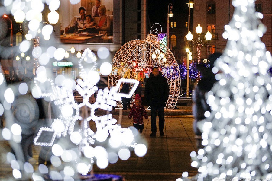 Калининград хотят украсить сотней живых елей в кадках