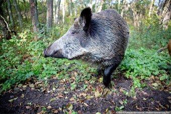 Россельхознадзор утверждает, что в области сохраняется угроза распространения АЧС