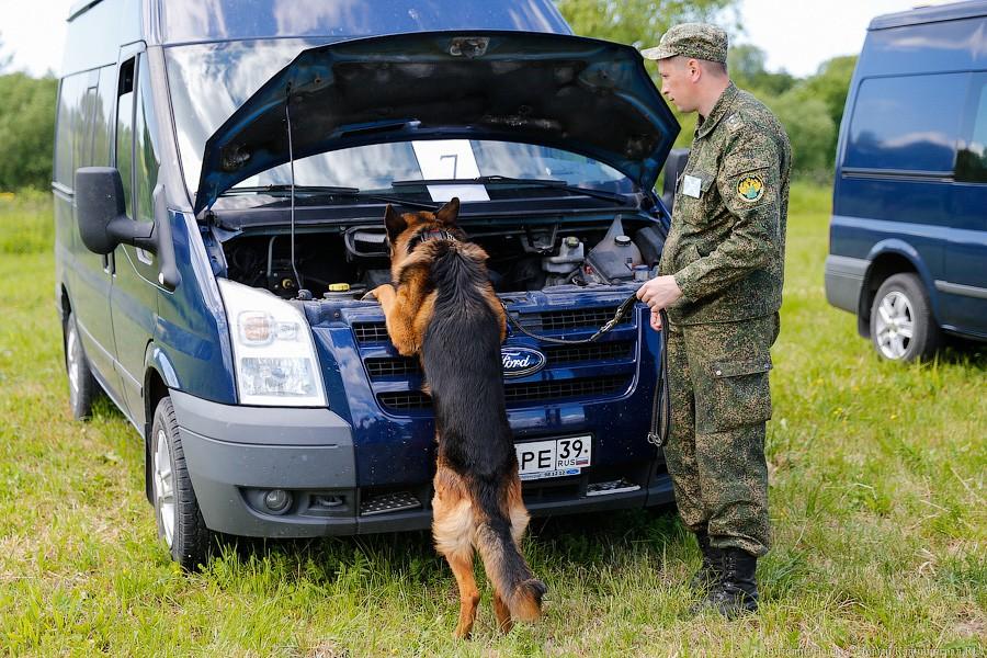 Пёс Барбос и наркокросс: под Калининградом прошли соревнования кинологов