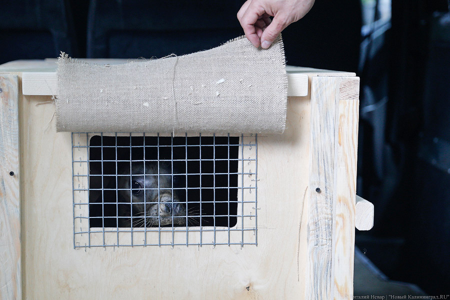 Тюлений «выпускной»: как животные из зоопарка обрели свободу на Балтике