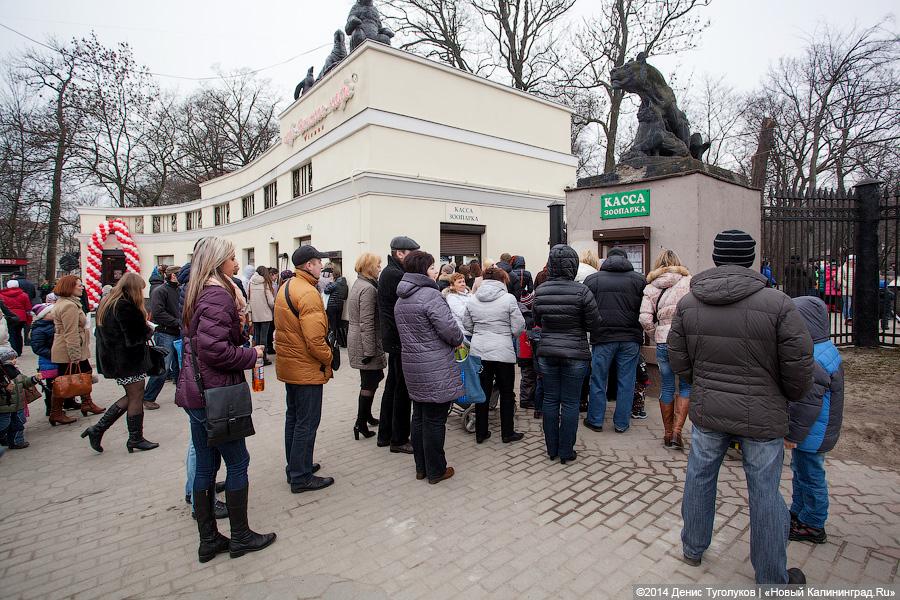 Фото — Денис Туголуков, «Новый Калининград.Ru» 