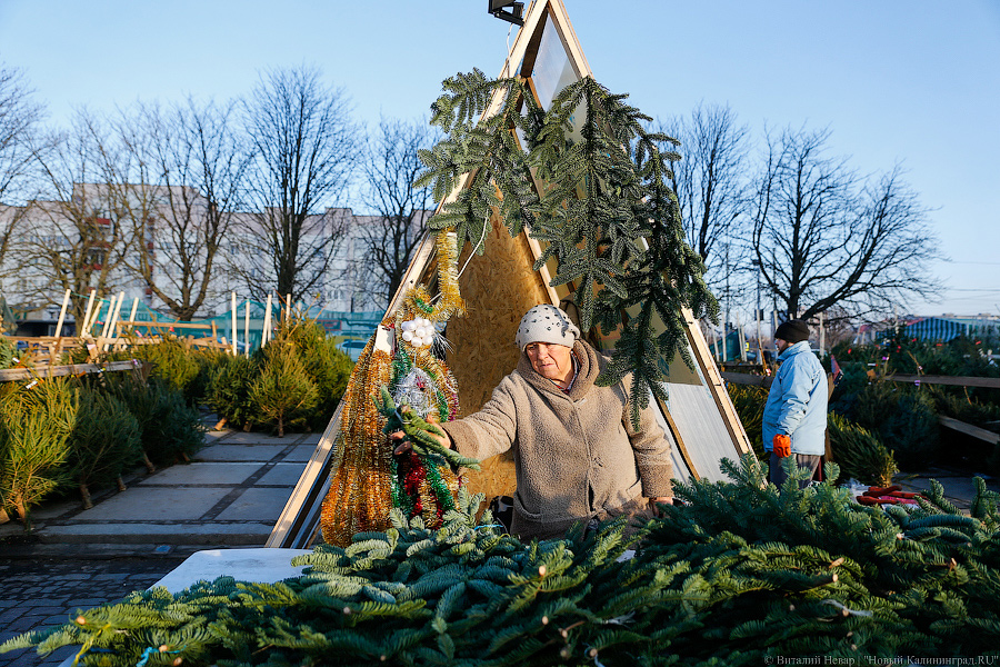 Губернаторский распил: как Алиханов ёлку выбирал