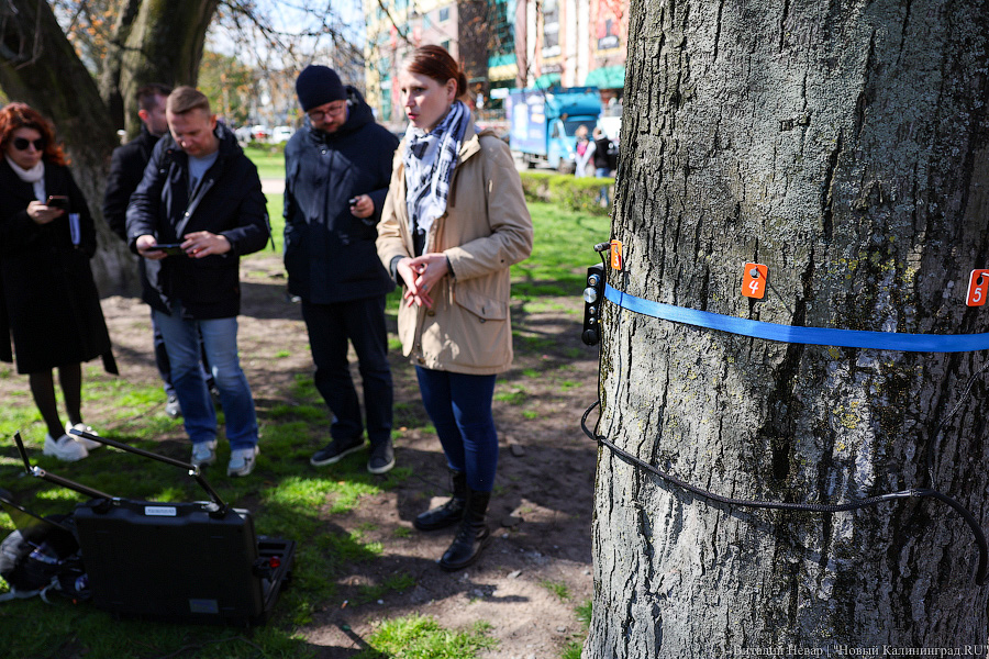 Правило «небуравчика»: власти Калининграда презентовали томограф для деревьев (фото)