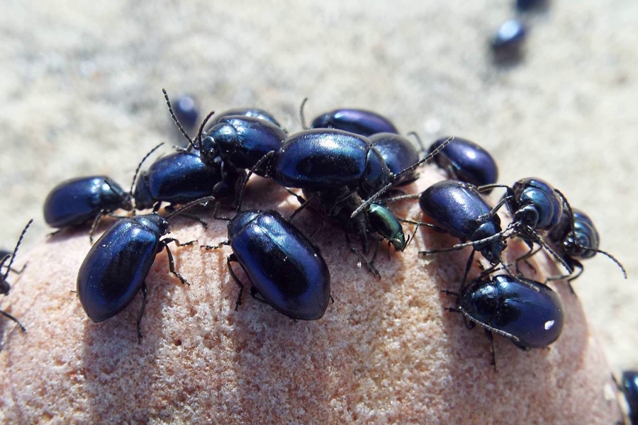 Фото: национальный парк «Куршская коса» 