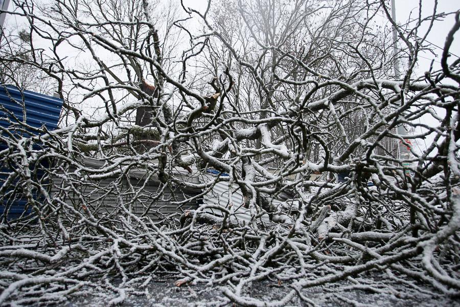 В Калининграде упавшее во время урагана дерево заблокировало движение по ул. Невского (фото)  