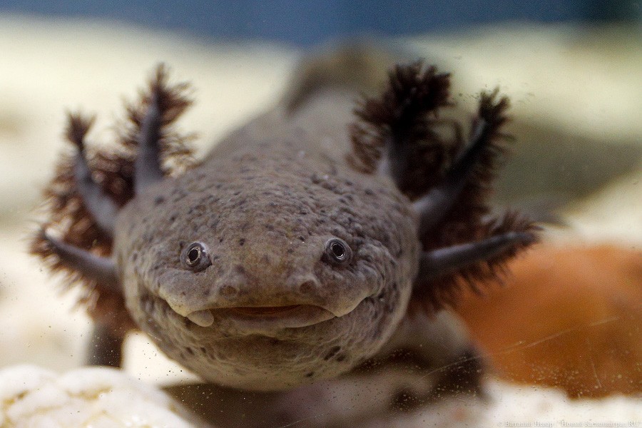 Фото — Виталий Невар, «Новый Калининград»