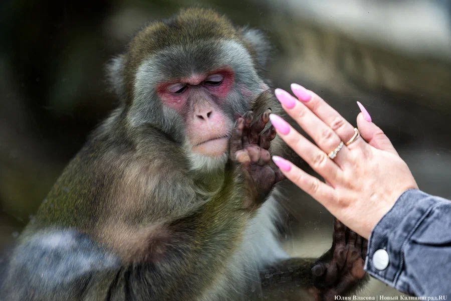 Посещаемость Калининградского зоопарка из-за холодной зимы снизилась на 50%