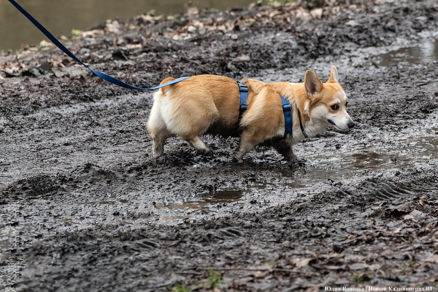 Непролазная грязь: как выглядит берег Литовского ручья в ожидании реновации (фото)