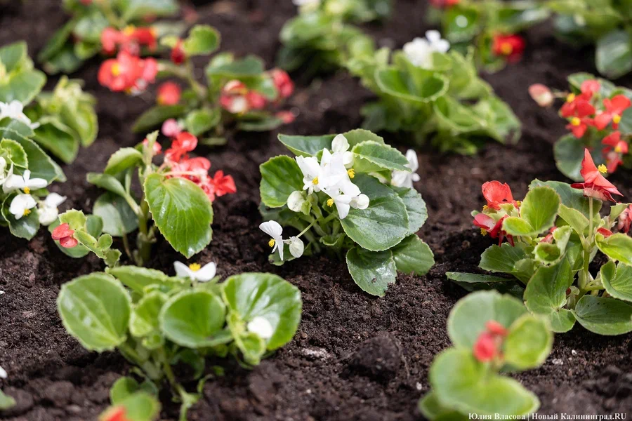 На посадку рассады и уход за цветниками в 2026-м в Калининграде выделили 25 млн