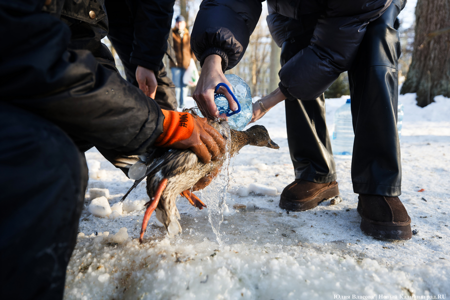 Ледяной плен: в парке Зеленоградска спасают замерзающих уток (фото)