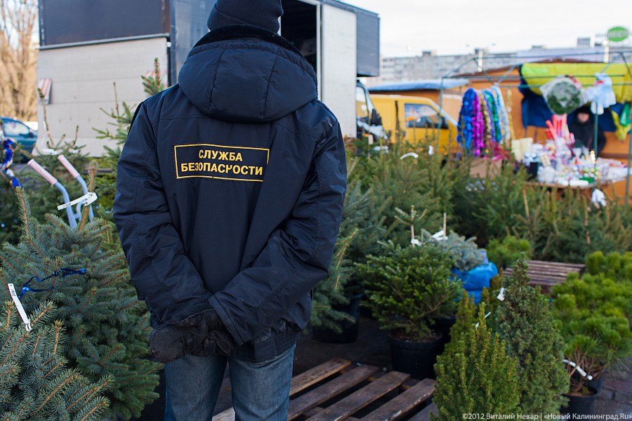 В Калининградскую область привезли тысячу рождественских елок из Евросоюза