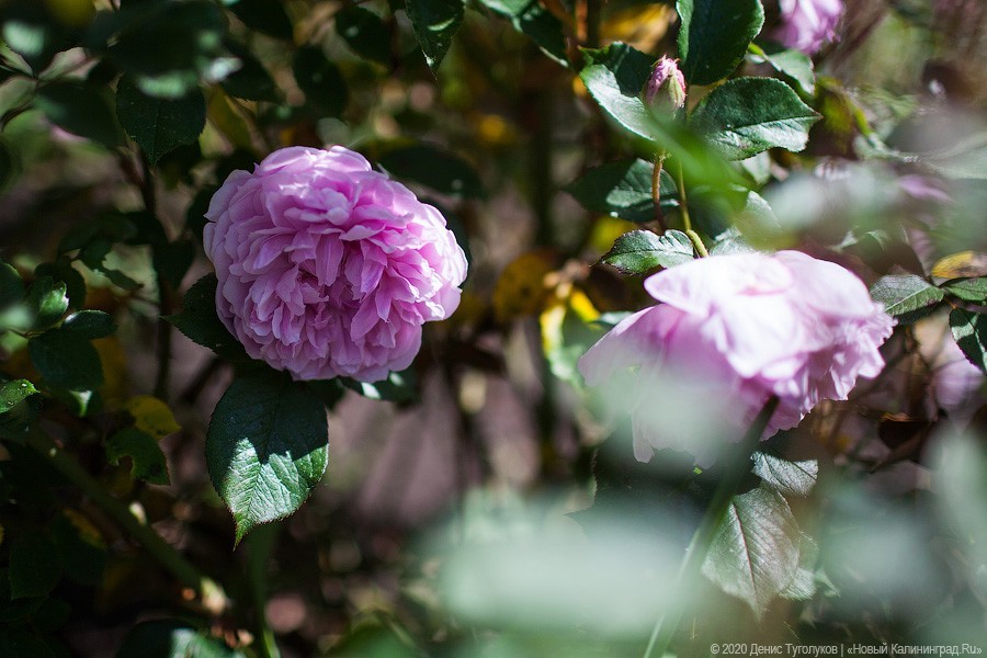 Розовое цветение: Ботанический сад открылся для посетителей (фото)