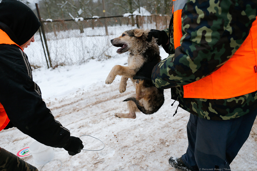 «Петля, намордник, ошейник»: как волонтеры бездомных собак отлавливают