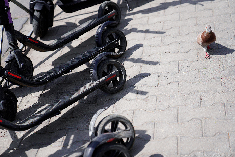 Власти Калининграда разработали правила для электросамокатов