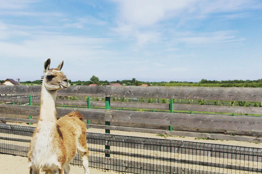 Подворье на Хуторской приглашает в гости в эту пятницу!