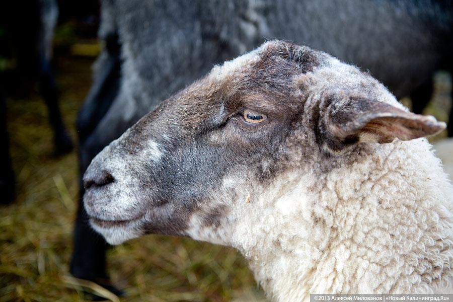 «Процветает всё кругом»: трёхлетие губернатора отметили муниципальным фестивалем (фото)