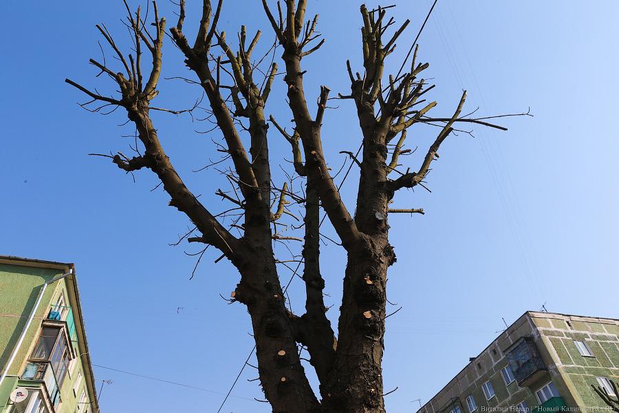 «А потом они умирают»: к чему приводит обрезка деревьев в Калининграде