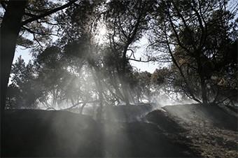 Ограничение въезда на Куршскую косу продлено до конца августа