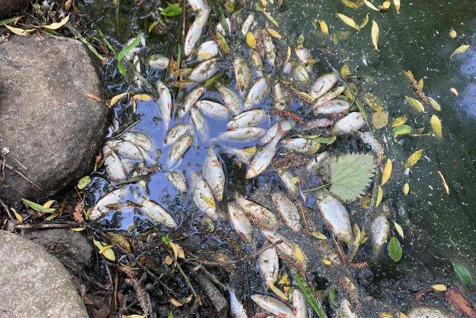 Очевидец: в реке Гурьевке наблюдается замор рыбы (фото) (видео)
